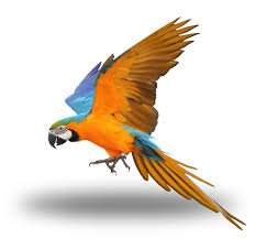 Bird Grooming